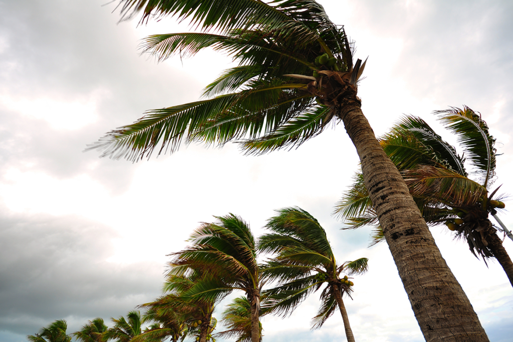 Palm trees blowing in the winds of a tropical storm