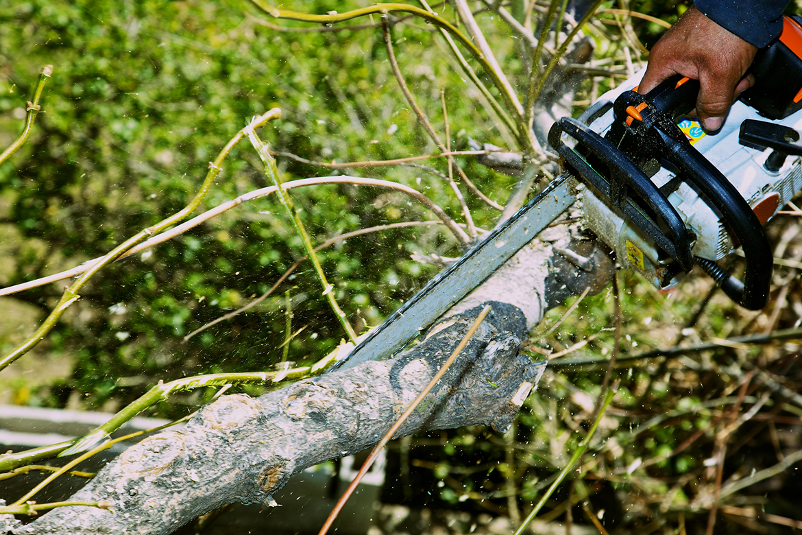 A homeowner trims a tree to prepare for a hurricane